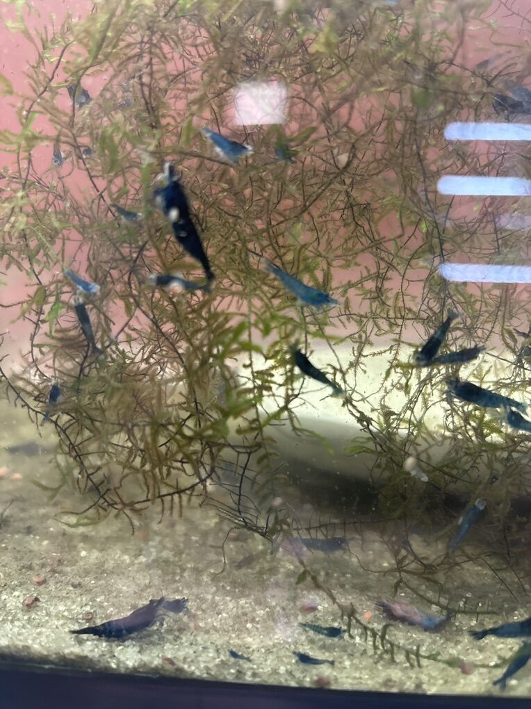 Shrimp And Differents Color$ 2.00 each