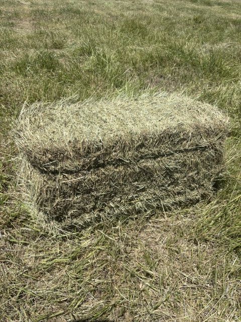Grass Hay $6 per small bale