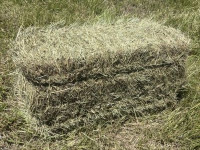 Grass Hay $6 per small bale