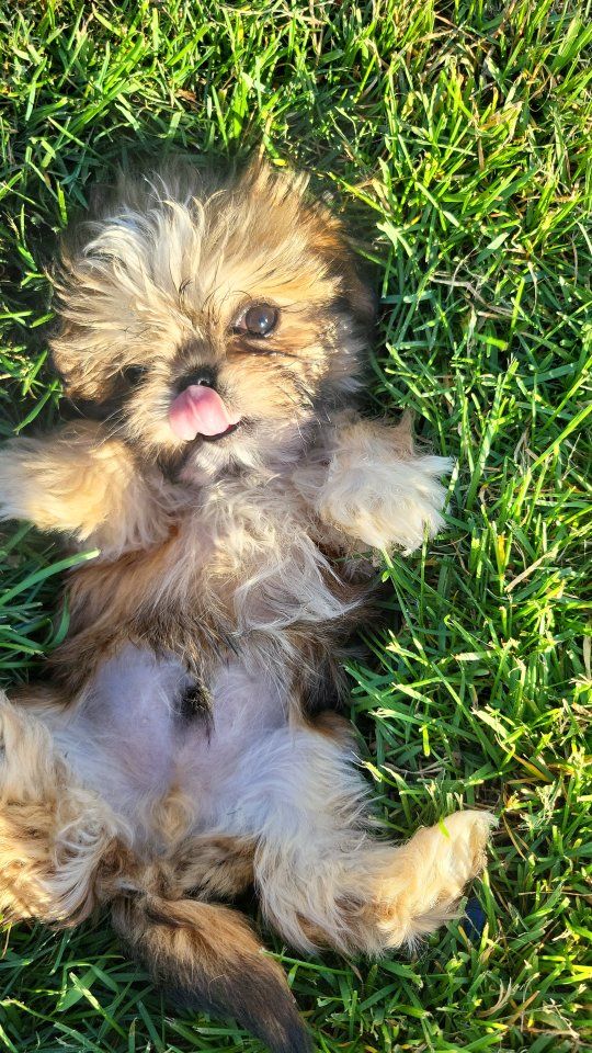 AKC IMPERIAL SHIH-TZU PUPPIES and STUD SERVICE
