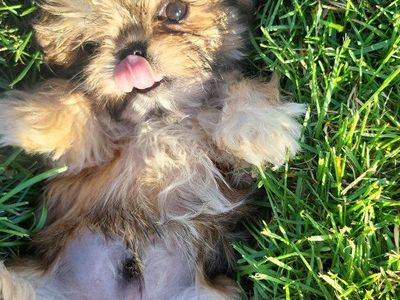AKC IMPERIAL SHIH-TZU PUPPIES and STUD SERVICE