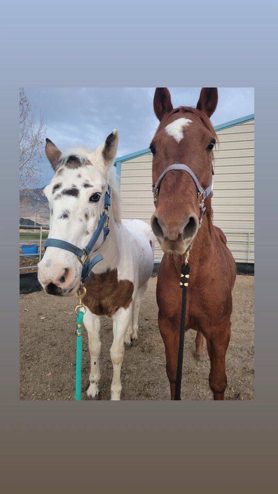 bundle deal for sale or lease