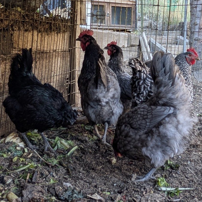 Laying hens very prolific