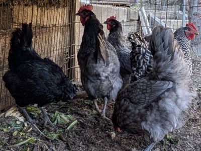 Laying hens very prolific