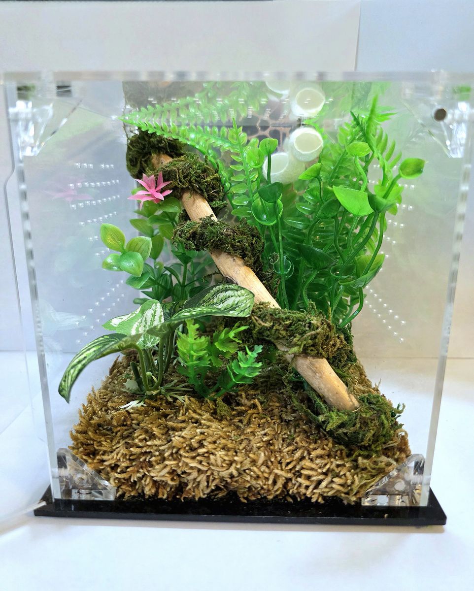 Jumping Spider Enclosure