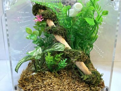 Jumping Spider Enclosure