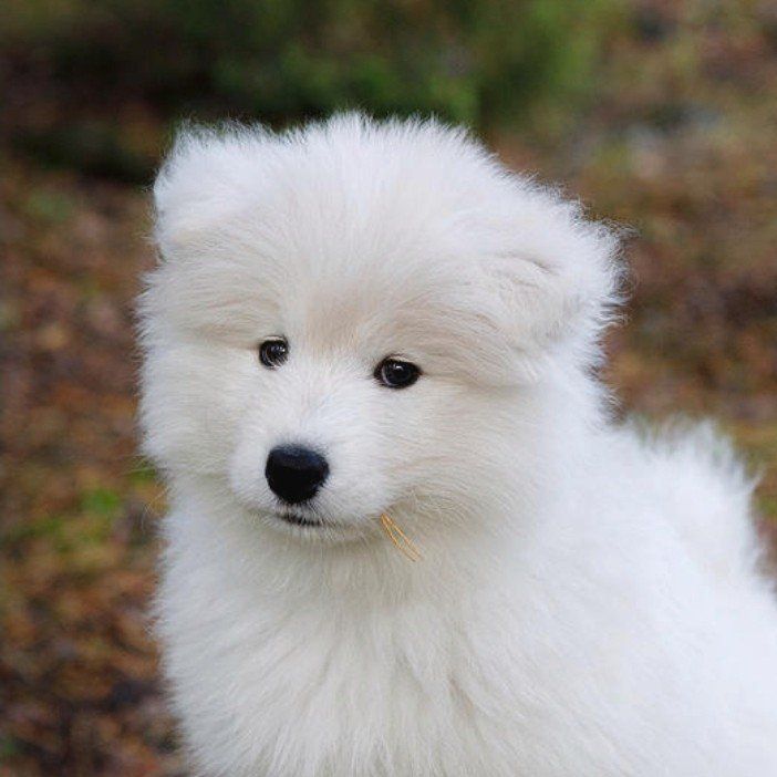 Samoyed Puppies AKC Champion Bloodlines Ready Now