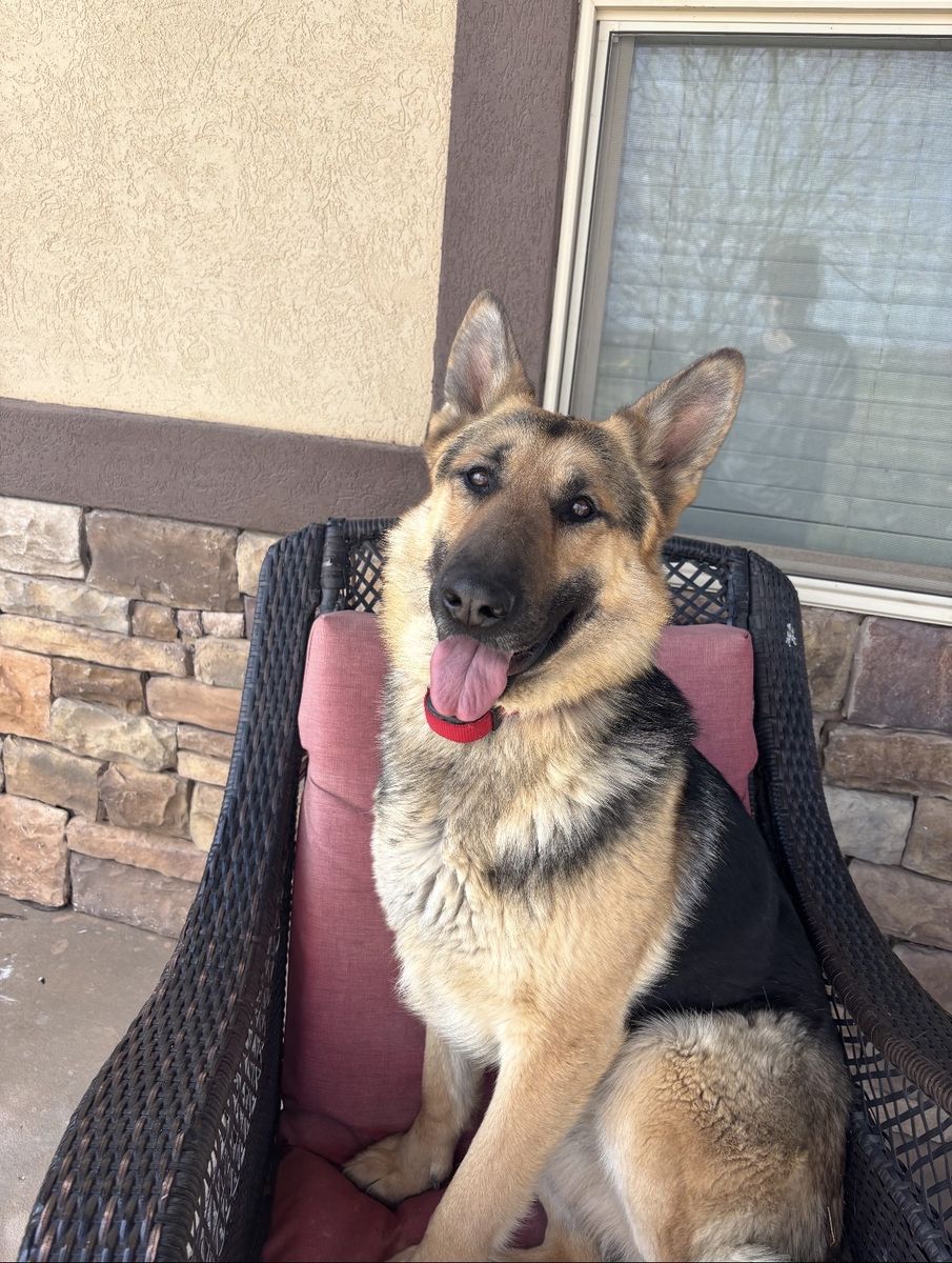 AKC Purebred German Shepherd, 3-Year-Old Male