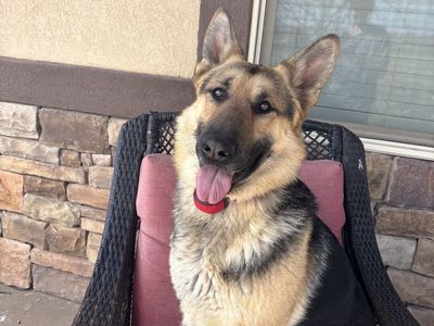 AKC Purebred German Shepherd, 3-Year-Old Male