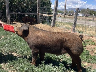 Duroc Boars