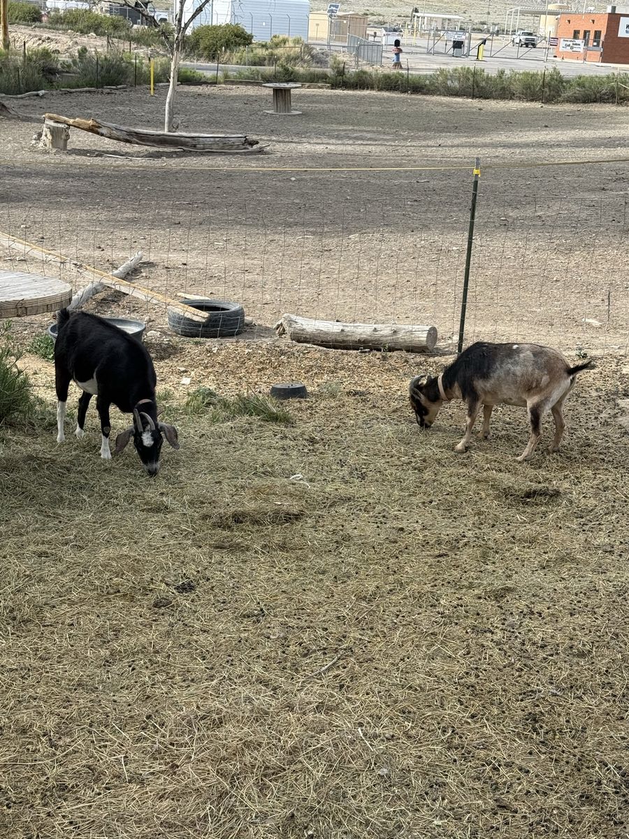 Two Female Goats