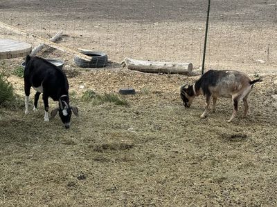 Two Female Goats