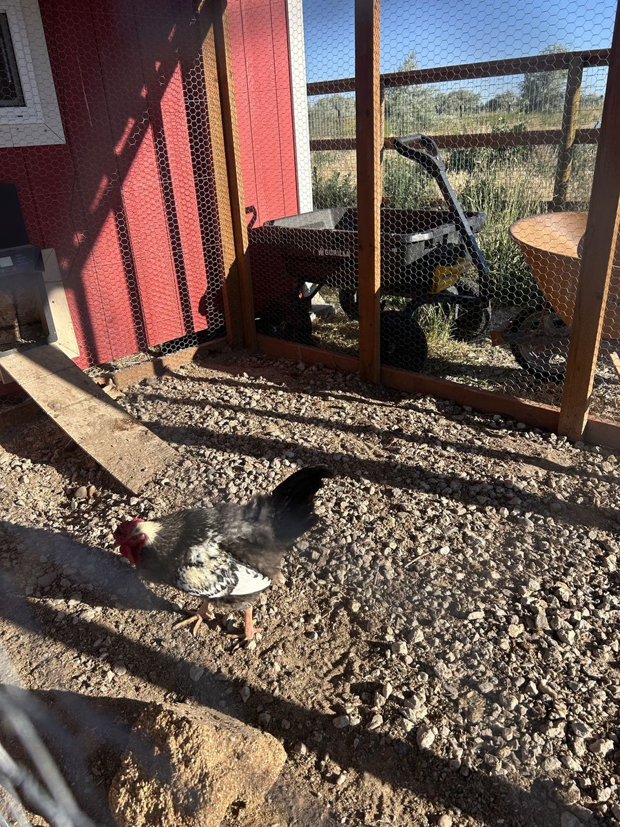 Free Rooster
