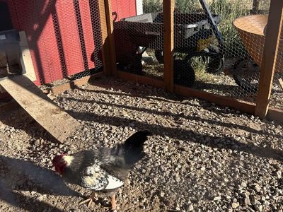 Free Rooster