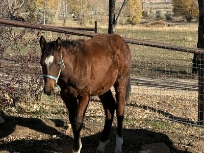 2025 AQHA bay filly