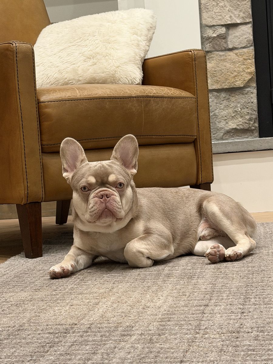 French Bulldog