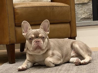 French Bulldog