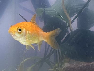 FREE Goldfish