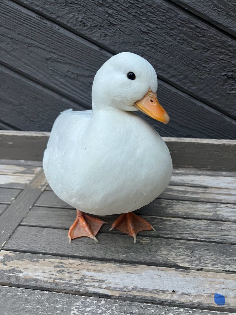 White Call Ducks