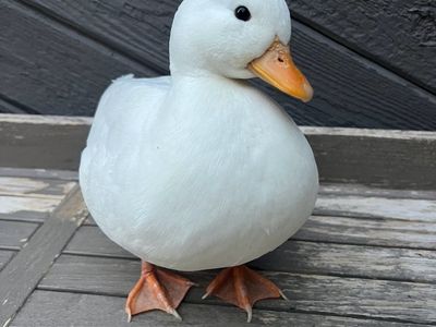 White Call Ducks