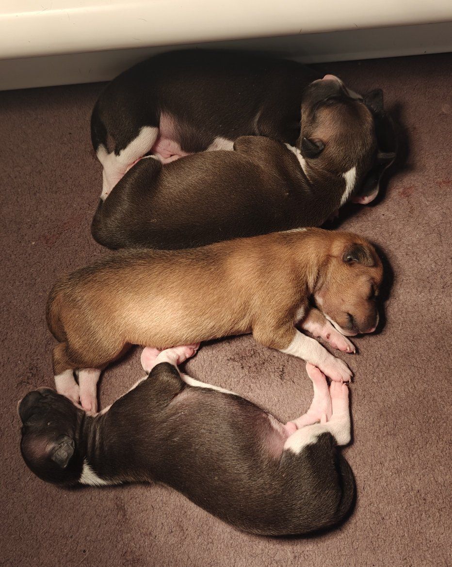 Italian Greyhound Puppies