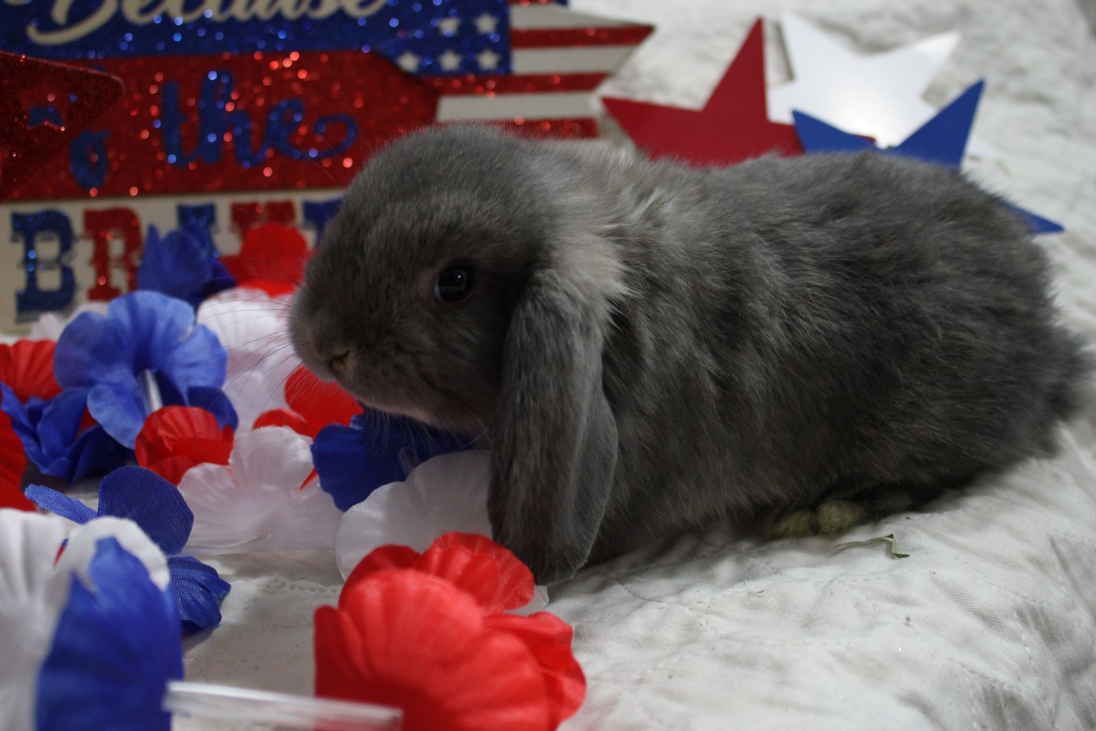 Adorable, Socialized Holland Lops Ready to go