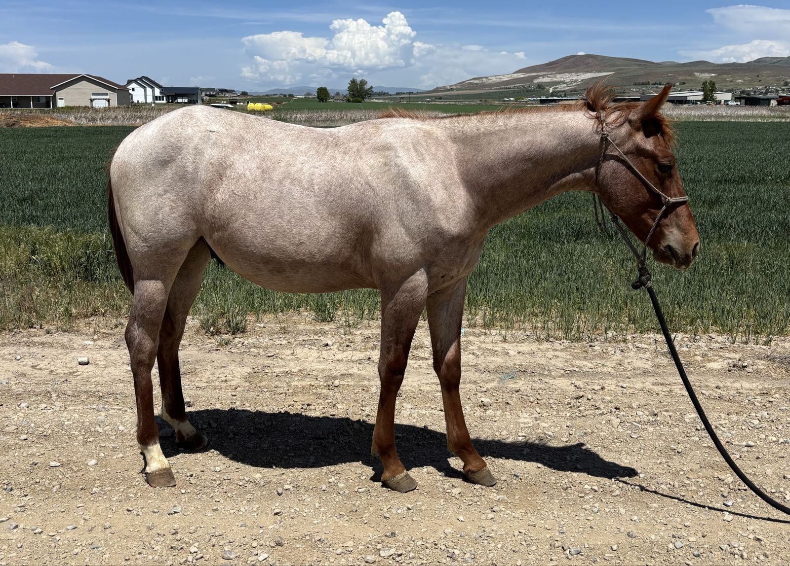 2025 Red Roan Colt
