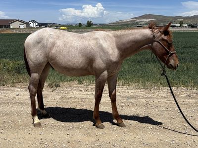 2025 Red Roan Colt
