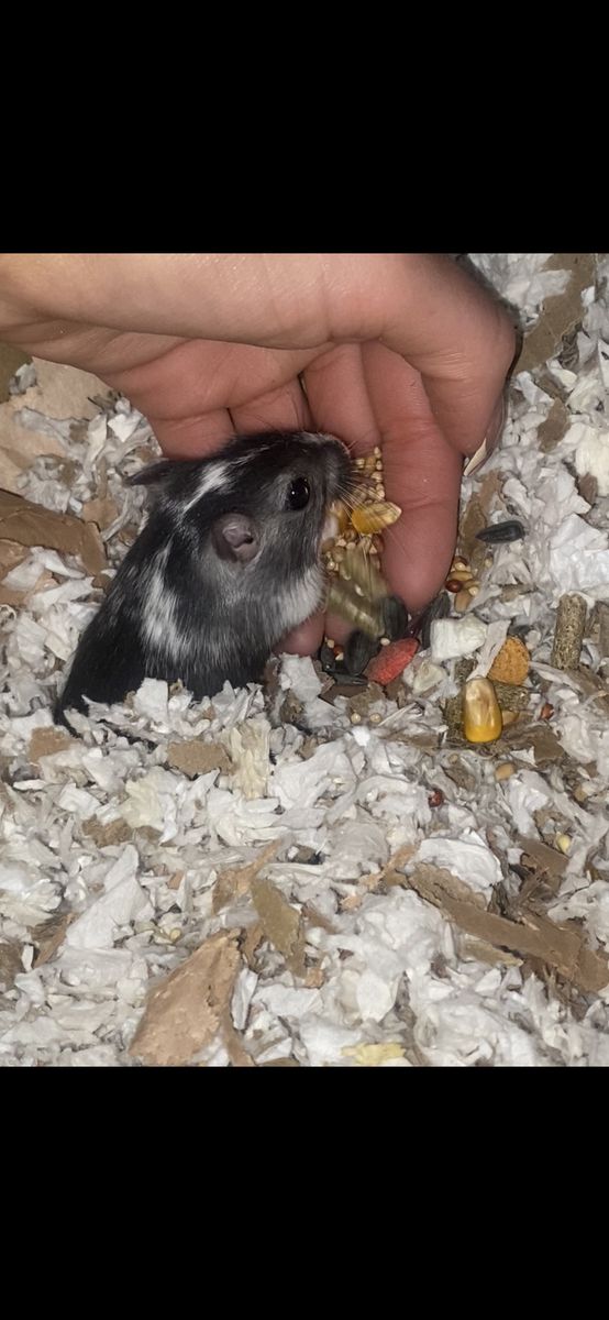 Male Gerbils