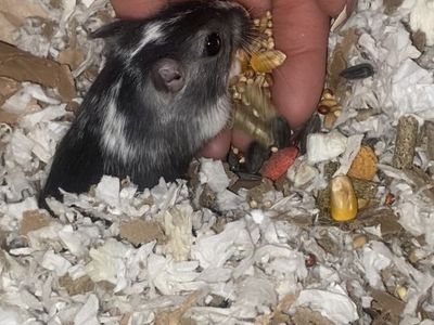 Male Gerbils