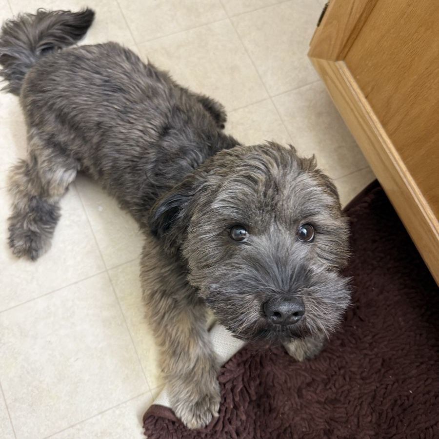 Meet Ollie Boy Dog