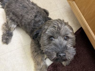 Meet Ollie Boy Dog
