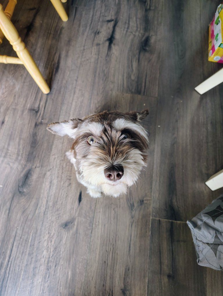 Akc Adorable Miniature Schnauzer Puppy  Female