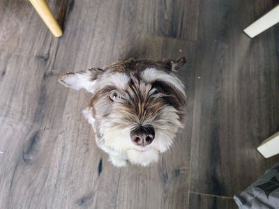 Akc Adorable Miniature Schnauzer Puppy Female