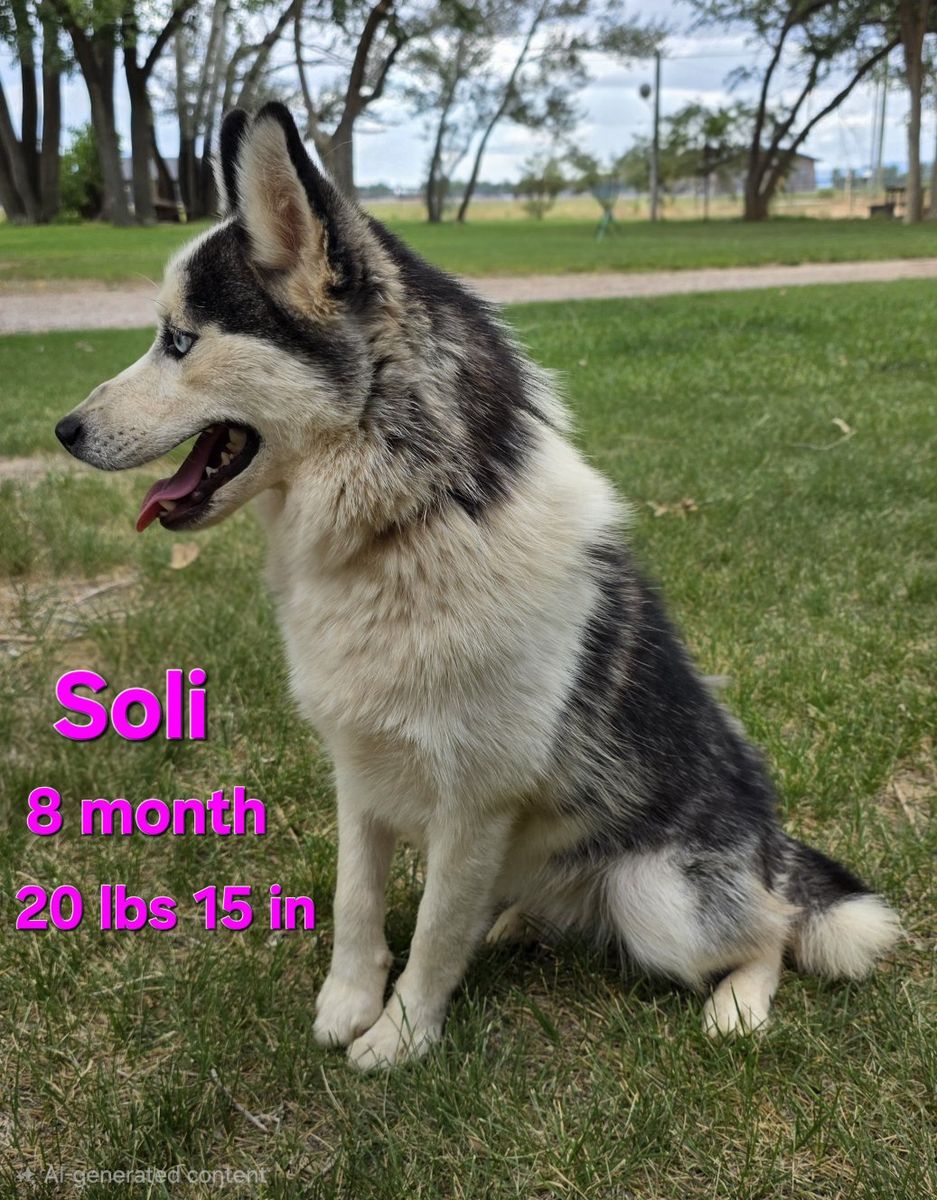 Pomksy (mini husky)for sale