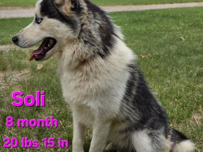 Pomksy (mini husky)for sale