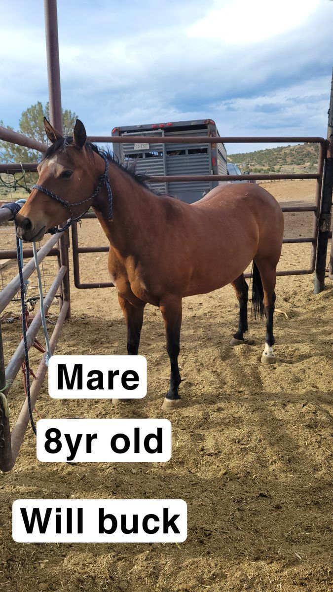 8yr old mare