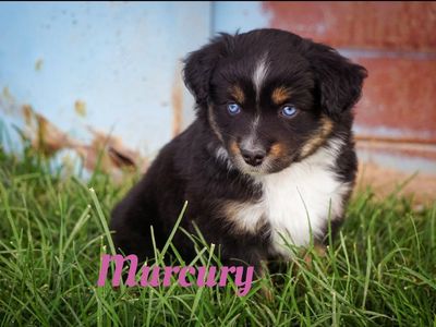 ASDR mini Aussies// miniature Australian shepherd puppies