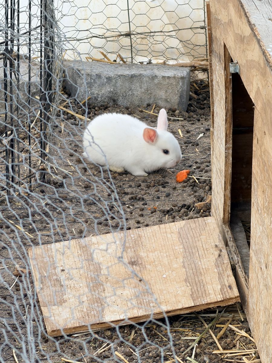 Florida white bunny rabbits