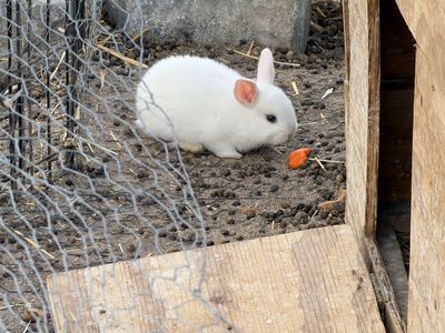 Florida white bunny rabbits