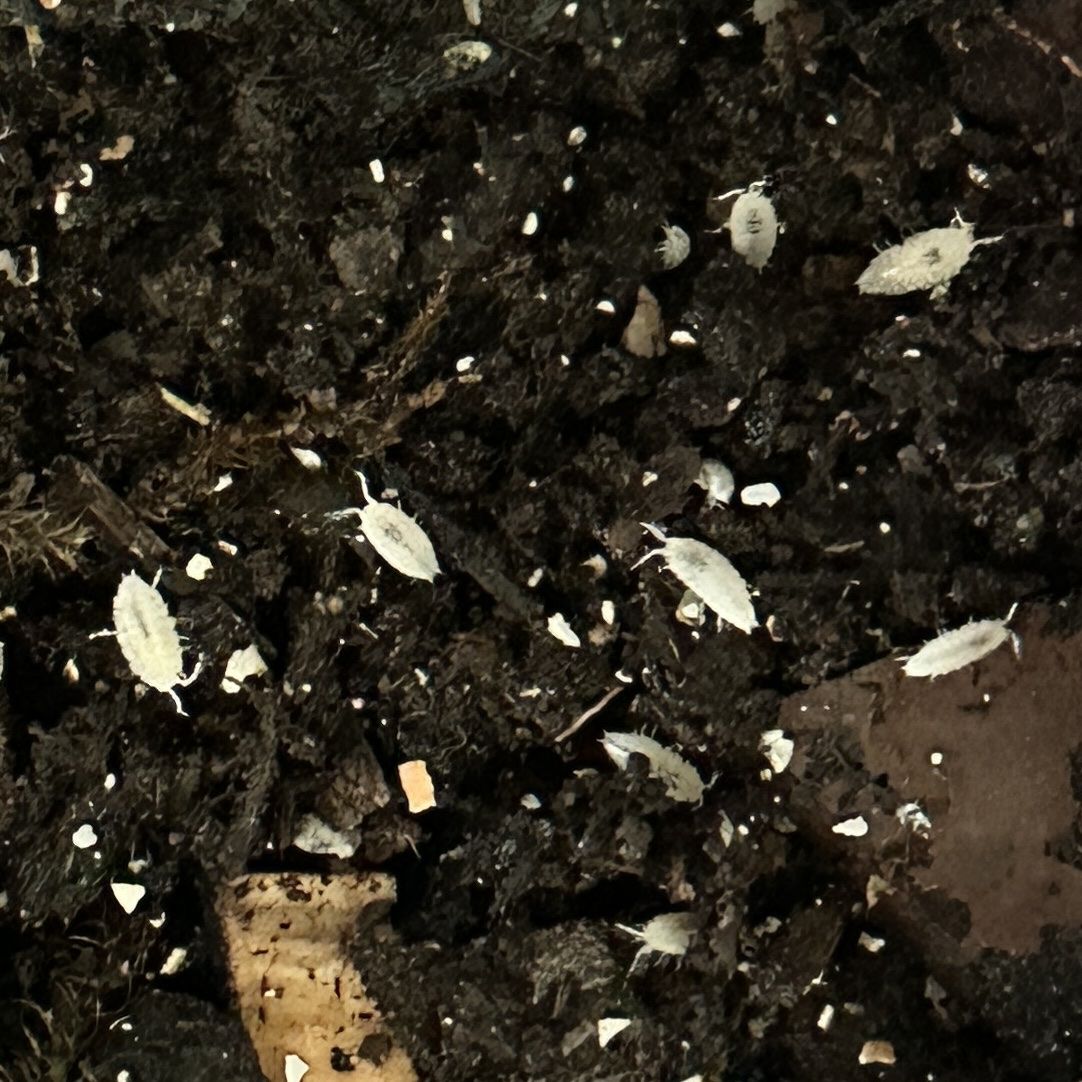 Dwarf White Isopods