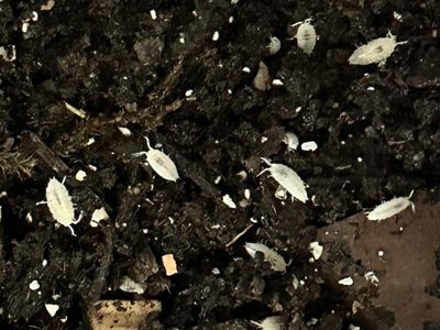 Dwarf White Isopods
