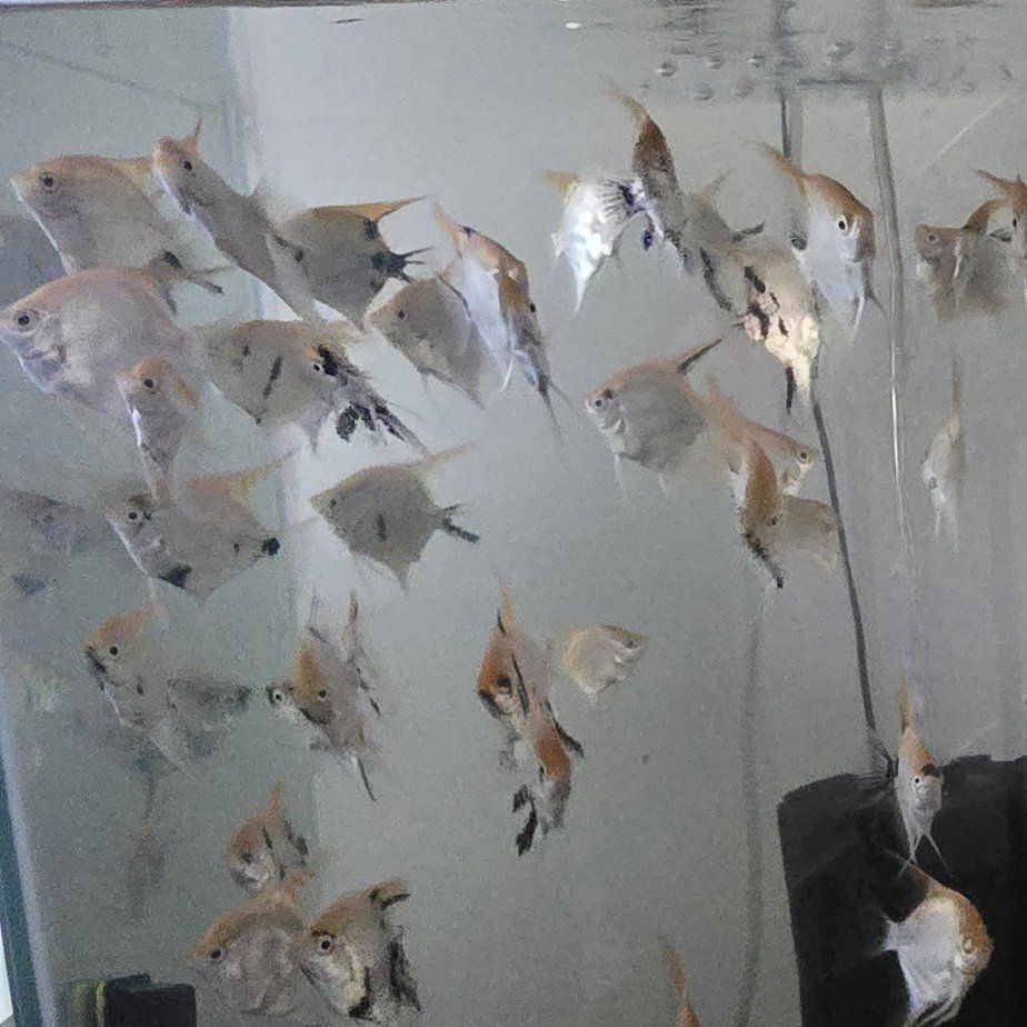 Angelfish / Angel fish 2" - $2.00