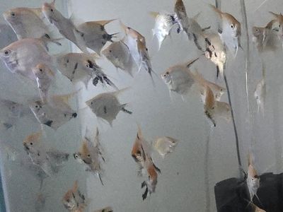 Angelfish / Angel fish 2" - $2.00