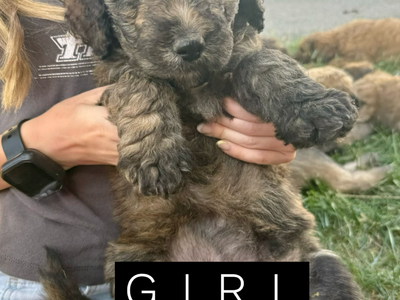 F1B Bernedoodle Puppies – Ready for Their Families 🤍