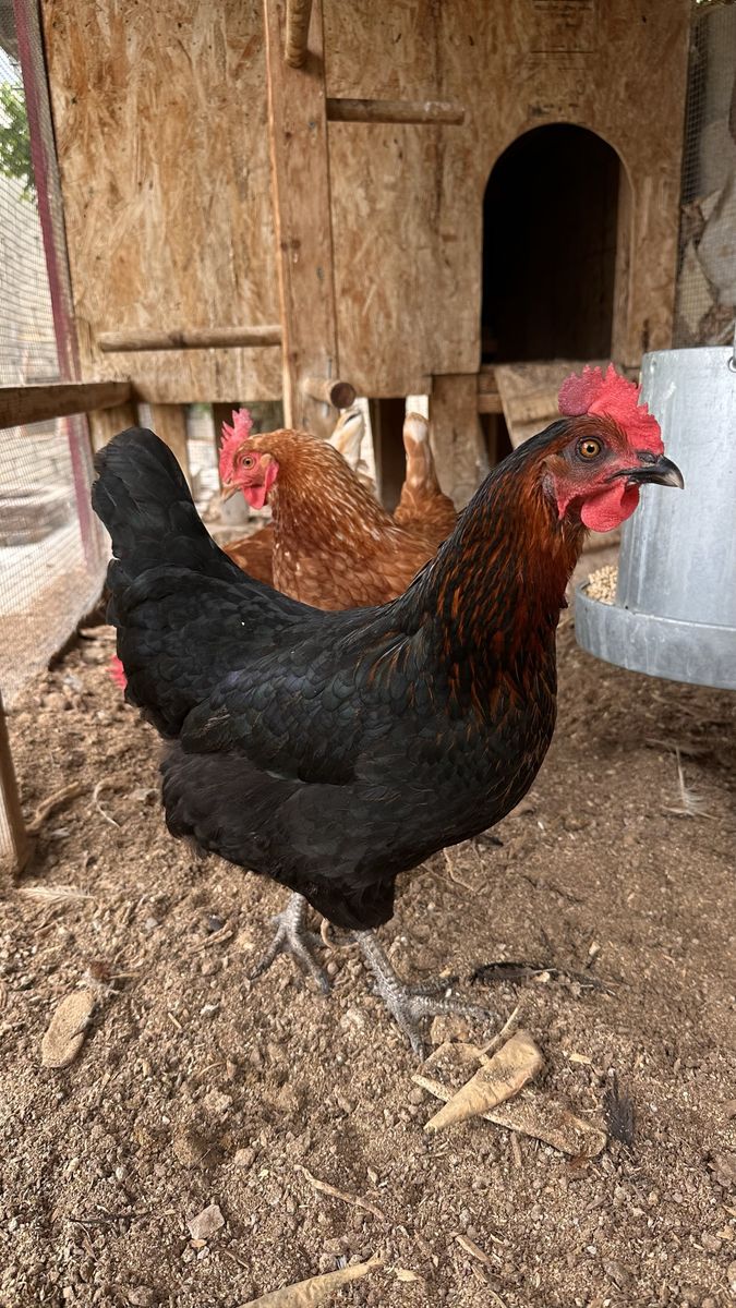 5 laying Hens