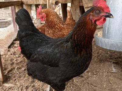 5 laying Hens