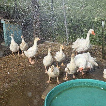 Sebastopol goslings