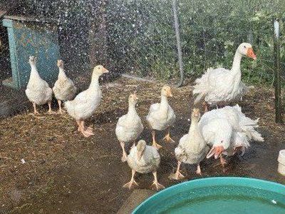 Sebastopol goslings