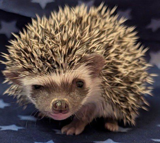 Baby Male Hedgehog "Frodo"